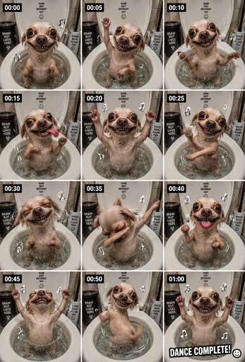 Collage of a small dog in a bathtub posing playfully with dance captions