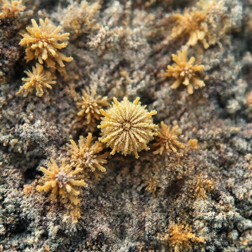 Spore