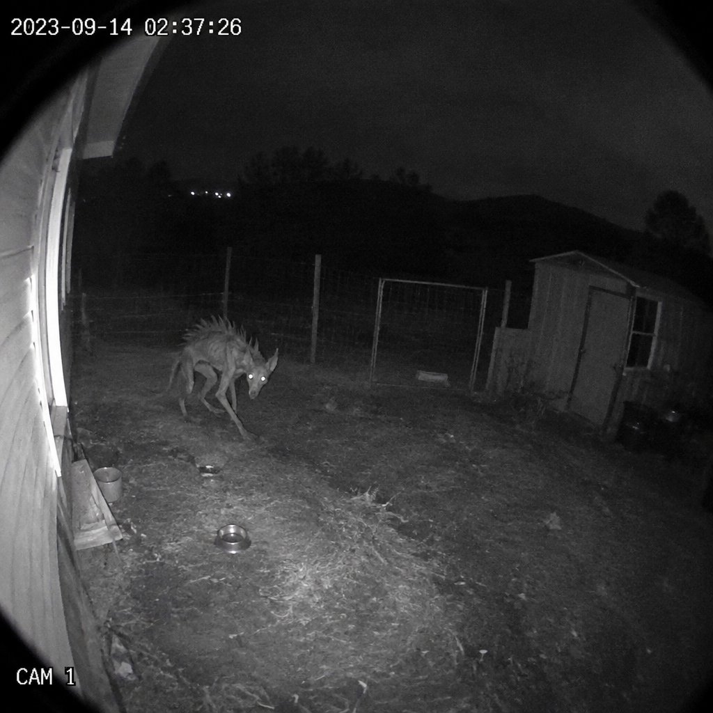 Grainy black-and-white night vision of a deer near a house and yard.