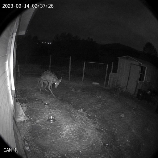 Grainy black-and-white night vision of a deer near a house and yard.